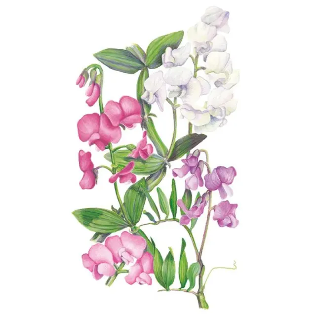 Epic Gardening Perennial Blend Sweet Pea Seeds Heat Tolerant