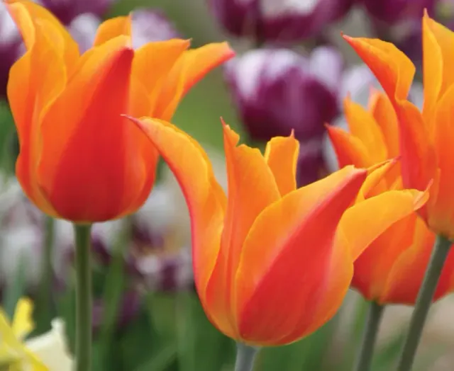 Brent & Becky's Bulbs Ballerina tulip bulb