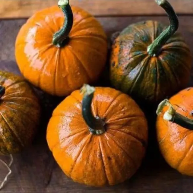 Pinetree Garden Seeds Baby Bear Pumpkin Seeds 15 Seeds 105-Day