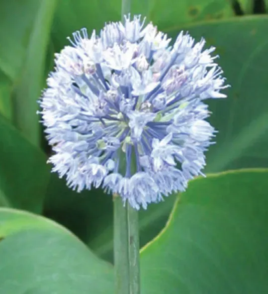 Brent & Becky's Bulbs Caeruleum Allium Bulbs Spring Bloom