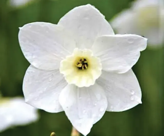 Brent & Becky's Bulbs Narcissus Dainty Miss Daffodil Bulbs Fragrant