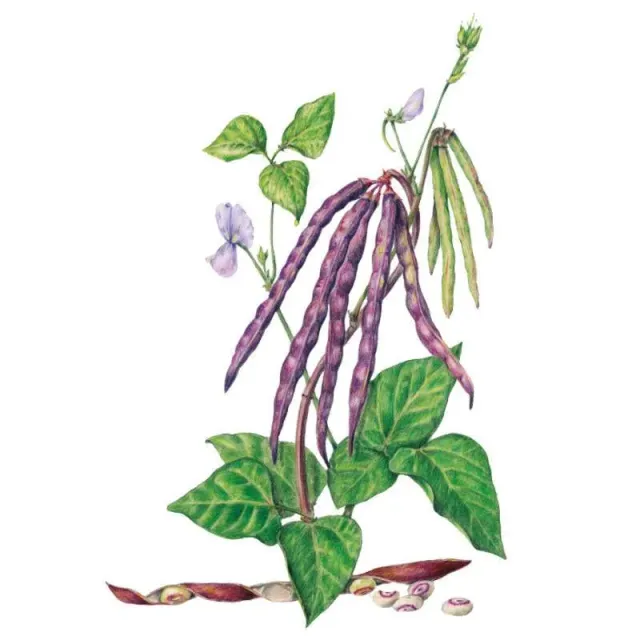 Epic Gardening Pinkeye Purple Hull Bush Cowpea Bean Seeds