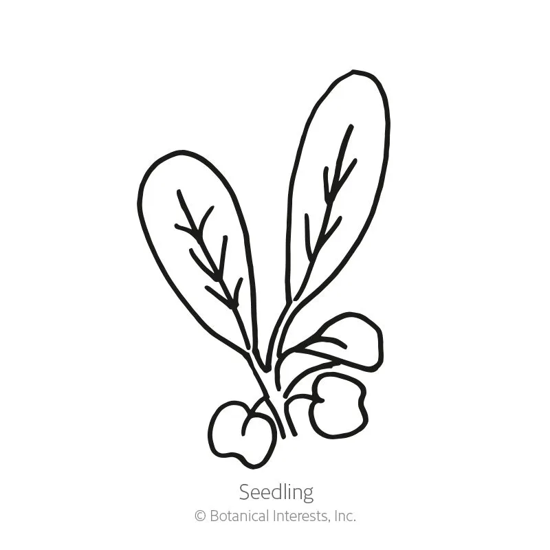 Epic Gardening Astro Arugula Rocket Vegetable Seeds Organic