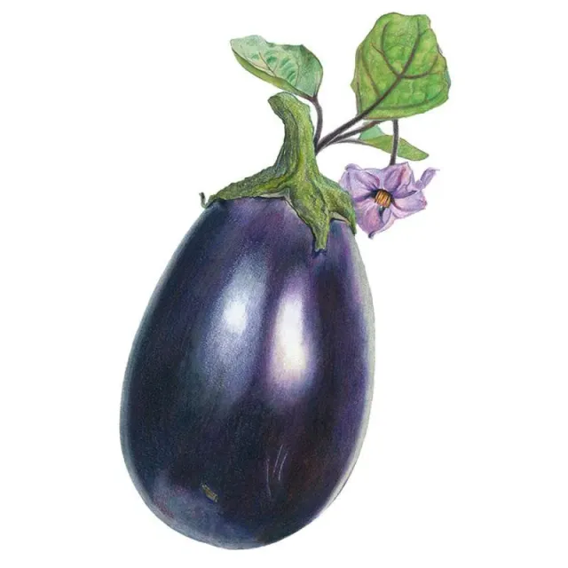 Epic Gardening Black Beauty Eggplant Seeds Organic