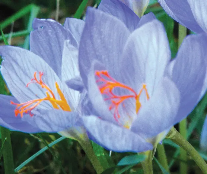 Brent & Becky's Bulbs Conqueror Crocus Speciosus Bulbs