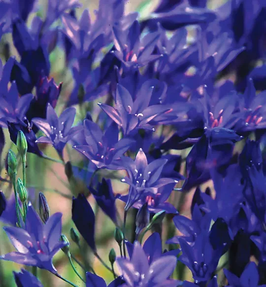 Brent & Becky's Bulbs Queen Fabiola Triteleia Bulbs Cut Flower