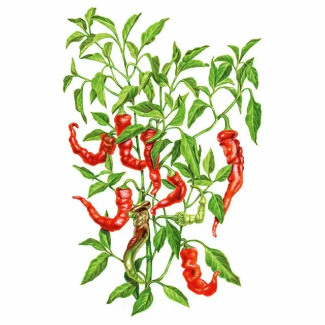 Epic Gardening Jimmy Nardello Sweet Pepper Seeds Organic