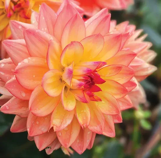 Brent & Becky's Bulbs Dahlia Melody Dora Tuber Cut and Come Again
