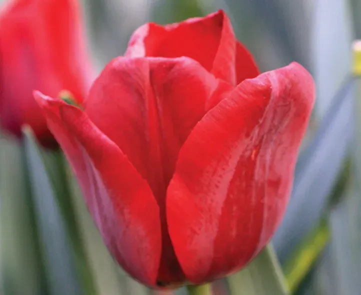 Brent & Becky's Bulbs Kingsblood Tulipa Tulip Bulbs