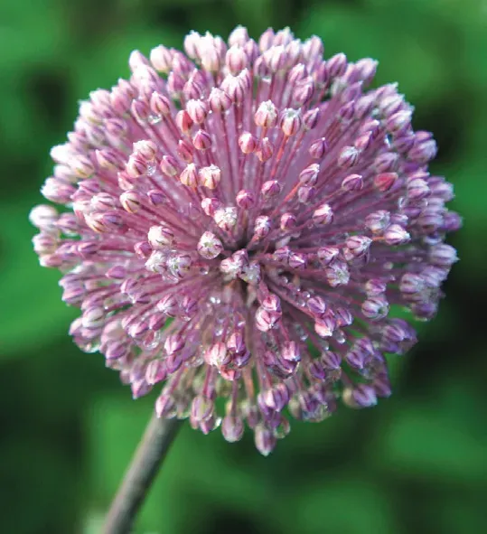 Brent & Becky's Bulbs Summer Drummer Allium Bulb Pollinator