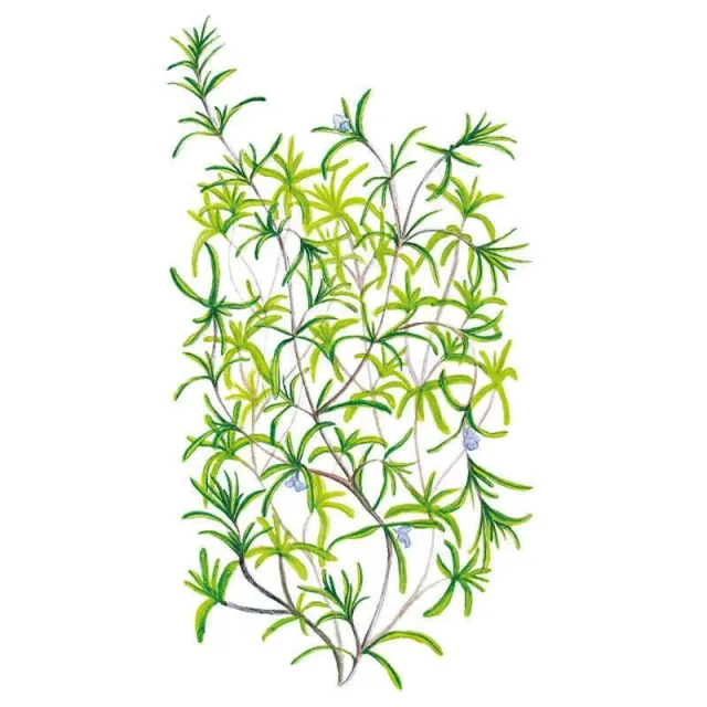 Epic Gardening Summer Savory Herb Seeds Culinary Heirloom