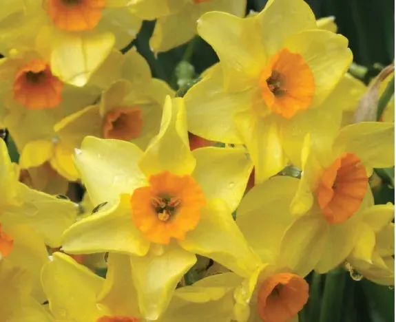 Brent & Becky's Bulbs Martinette Daffodil Bulbs Fragrant