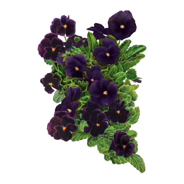 Epic Gardening Back to Black Viola Flower Seeds