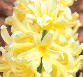 Brent & Becky's Bulbs Yellow Queen Hyacinth Bulbs Pre-cooled Fragrant