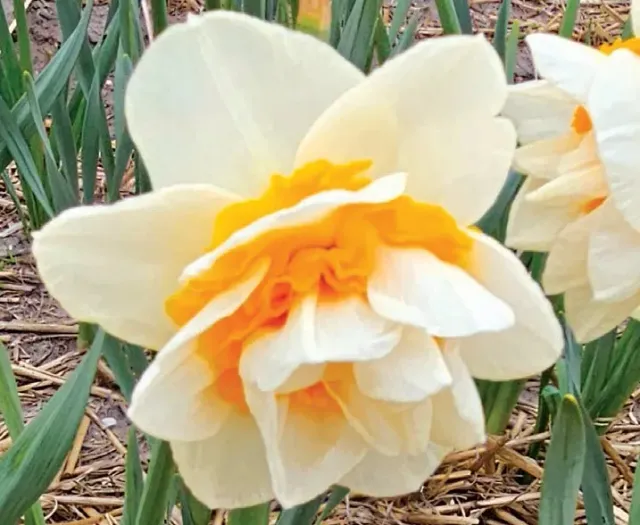 Brent & Becky's Bulbs Double Dee Daffodil Bulbs Fall Planting