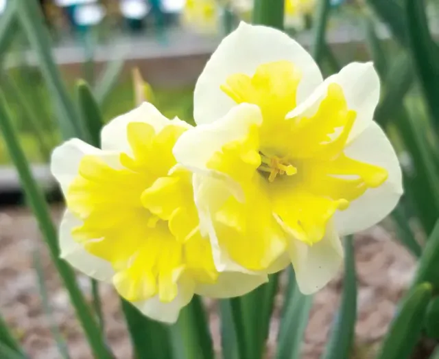 Brent & Becky's Bulbs Narcissus Smiling Twin Daffodil Bulbs Split Corona