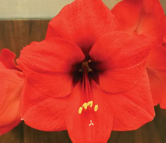 Brent & Becky's Bulbs Red Lion amaryllis bulb