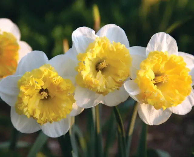 Brent & Becky's Bulbs Narcissus Can Can Girl Large Cup Daffodils
