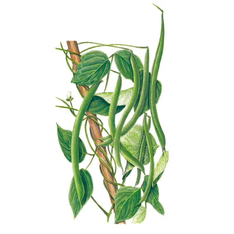 Epic Gardening Kentucky Wonder Pole Bean Seeds Heirloom