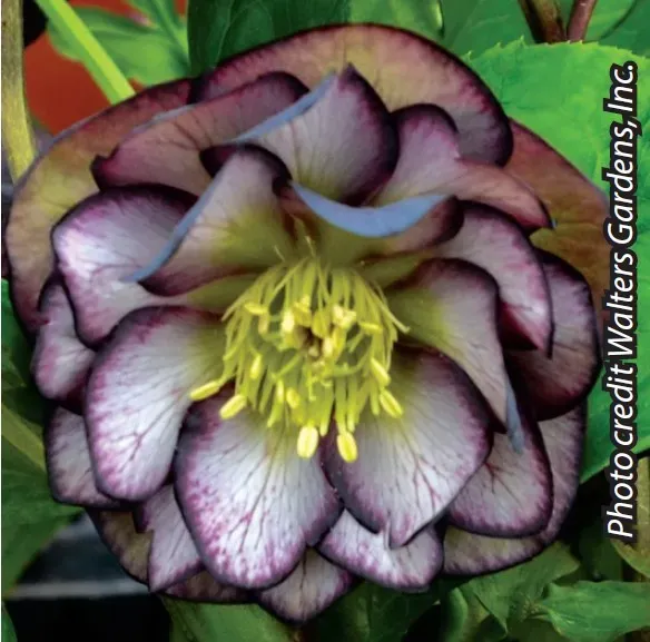 Brent & Becky's Bulbs Black Tie Affair Hellebore Perennial