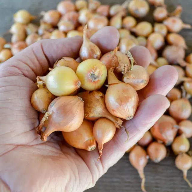 Pinetree Stuttgarter Onion Sets Live Bulbs 1 LB Storage