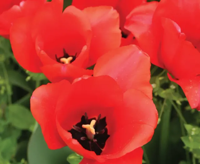 Brent & Becky's Bulbs Apeldoorn Tulip Bulbs Spring Color