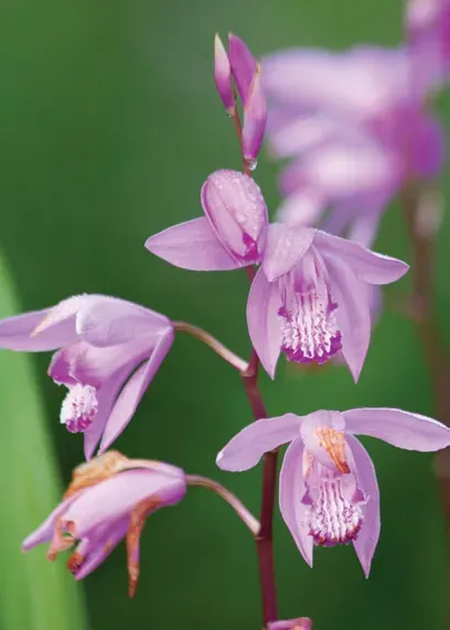 Brent & Becky's Bulbs Bletilla Striata Orchid Bulbs Hardy