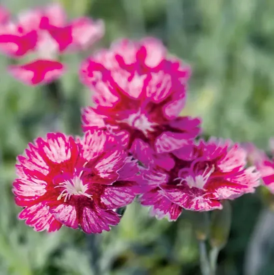 Brent & Becky's Bulbs Dianthus Everbloom™ ‘Raspberry Jam’ perennial plant