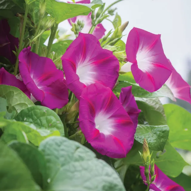 Burpee Party Dress Morning Glory Seeds Magenta