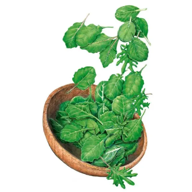 Epic Gardening Superfoods Baby Greens Seeds Nutrient Mix