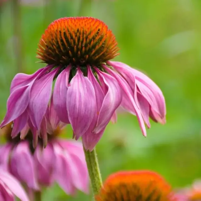 Pinetree Garden Seeds Purple Coneflower Seeds 100 Seeds Perennial