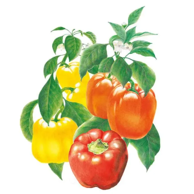 Epic Gardening Sweet Bell Blend Sweet Pepper Seeds Mix