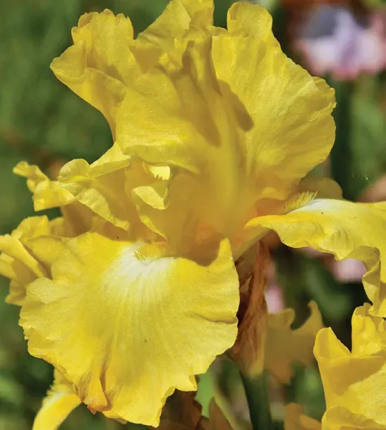 Brent & Becky's Bulbs Iris Burning Bright Iris Rhizome