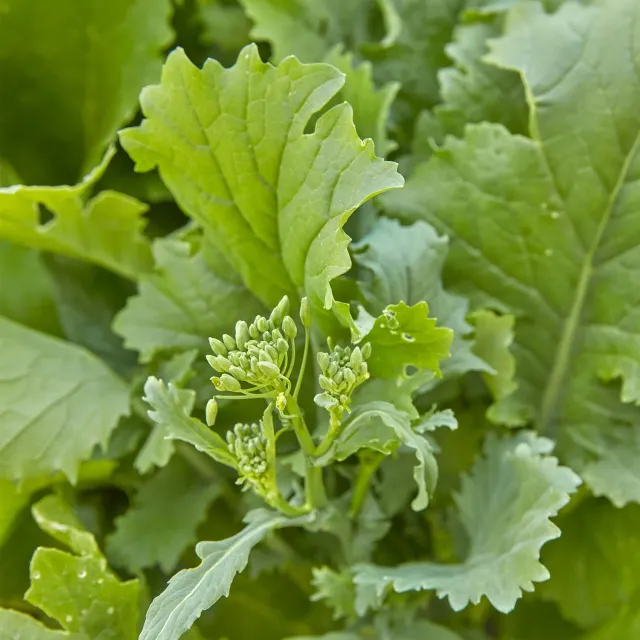 Burpee Rapini organic broccoli raab seeds