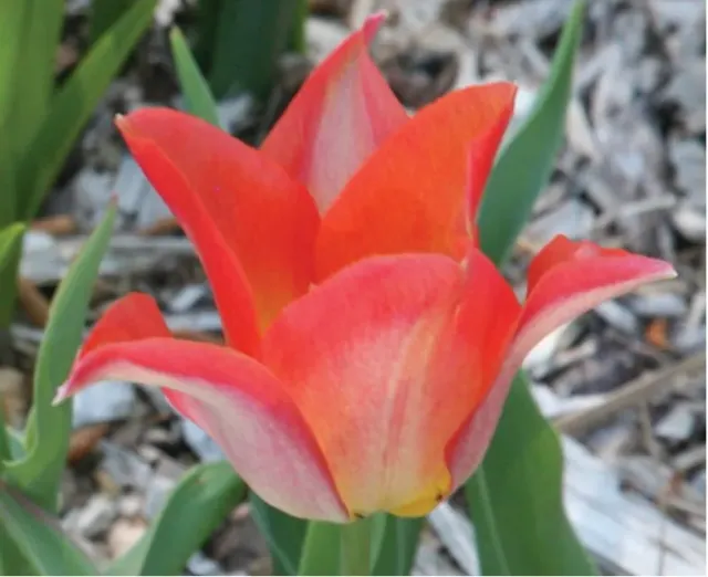Brent & Becky's Bulbs Moonblush Tulip Bulbs
