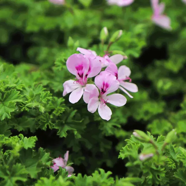 Epic Gardening Citronella Bush fragrant plant