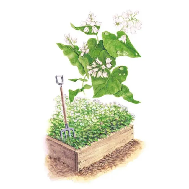 Epic Gardening Common Buckwheat Cover Crop Seeds Organic