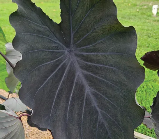 Brent & Becky's Bulbs Colocasia Black Ruffles elephant ear