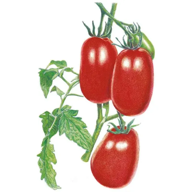 Epic Gardening Italian Roma Bush Tomato Seeds Determinate