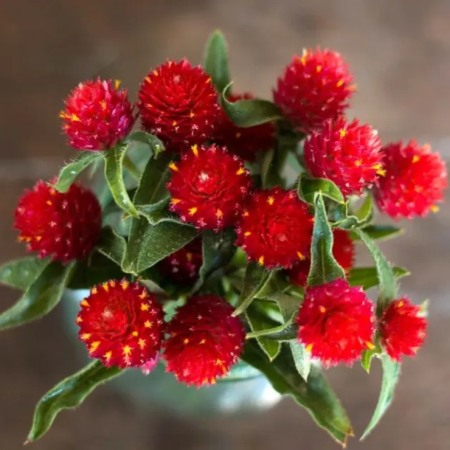 Pinetree Strawberry Fields Gomphrena Seeds 50 Pack Annual
