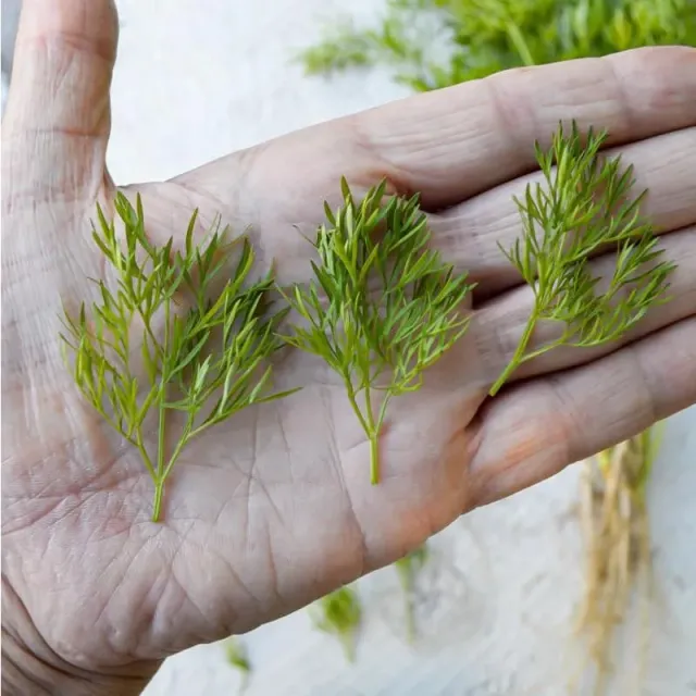 Pinetree Garden Seeds Confetti Cilantro Herb Seeds 150 Seeds Slow-Bolt
