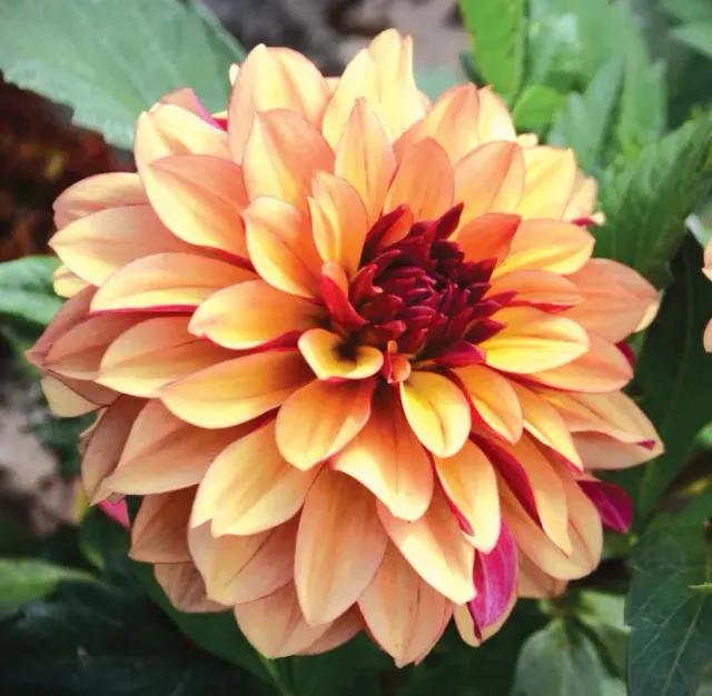Brent & Becky's Bulbs Creme de Cognac Dahlia Bulb
