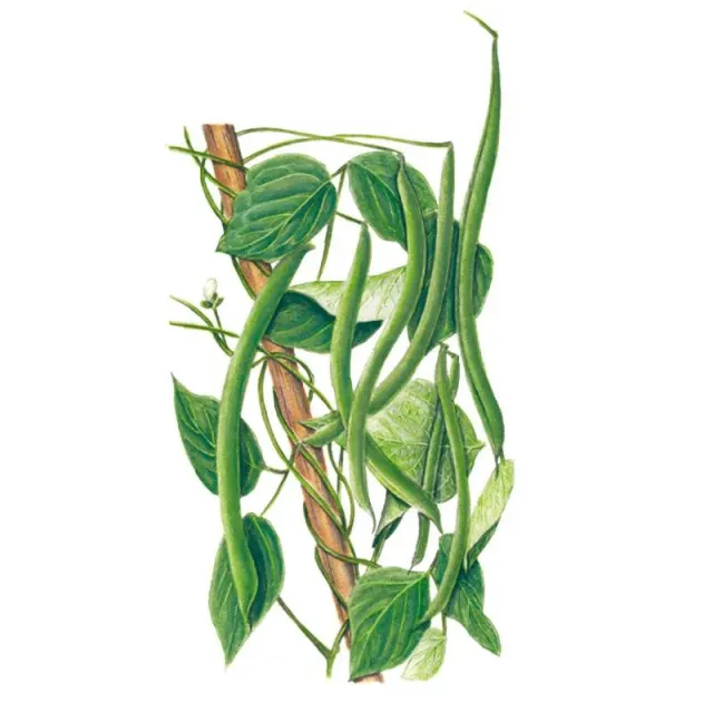 Epic Gardening Blue Lake FM-1K Pole Bean Seeds
