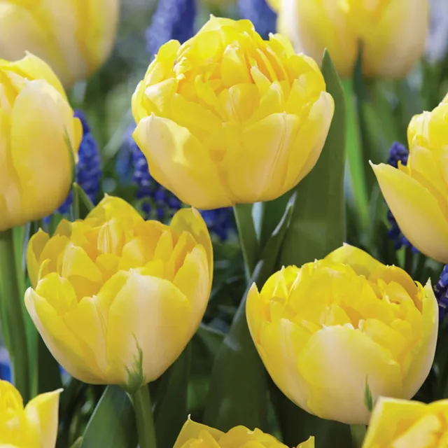 Burpee Secret Perfume Tulip Bulbs 10 Bulbs Yellow Fragrant