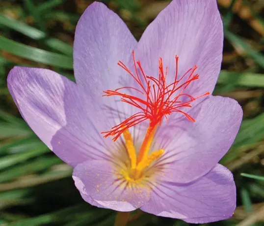Brent & Becky's Bulbs Crocus ligusticus Crocus fall bulb