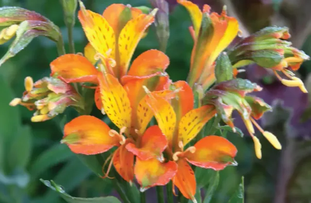 Brent & Becky's Bulbs Alstroemeria Tangerine Tango Plant