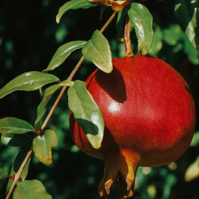Epic Gardening Texas Pink Pomegranate Tree Fruit