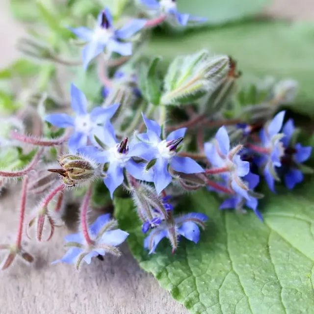 Pinetree Garden Seeds Borage Herb Seeds 100 Seeds Blue