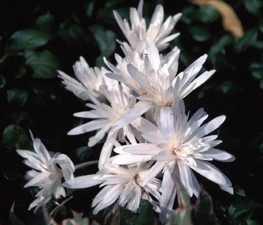 Brent & Becky's Bulbs Colchicum autumnale ‘Alboplenum’ bulbs