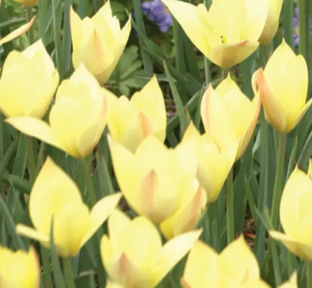 Brent & Becky's Bulbs Honky Tonk Tulip Bulbs Fall Planting